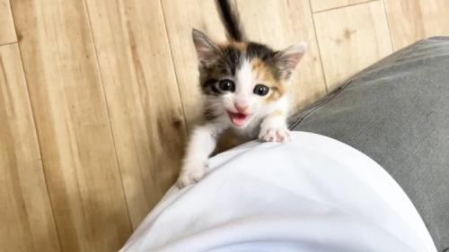 掴まって鳴く子猫