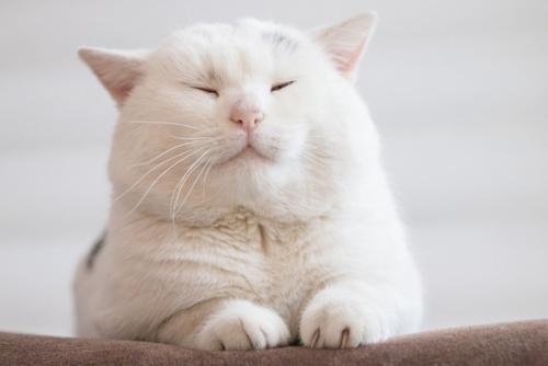目を細めている猫