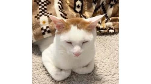 眠る猫