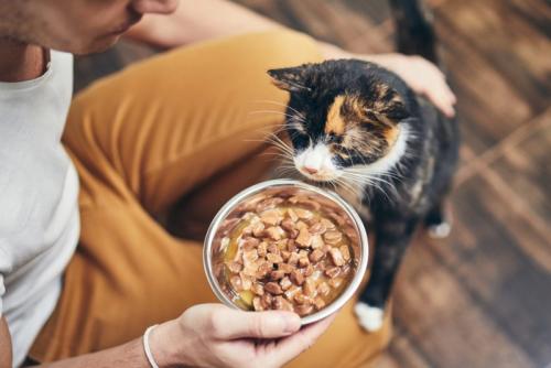 猫にご飯をあげる男性