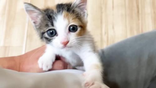 登る子猫