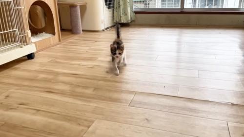 走ってくる子猫