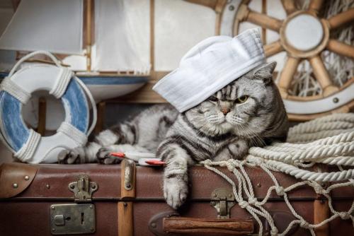 船乗りの扮装をした猫