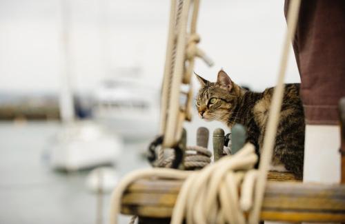 船上の猫