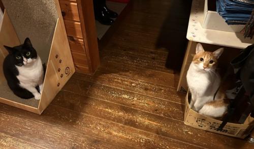 通路を隔て左側に黒白ハチワレ猫、右側に茶トラの猫が座っている光景