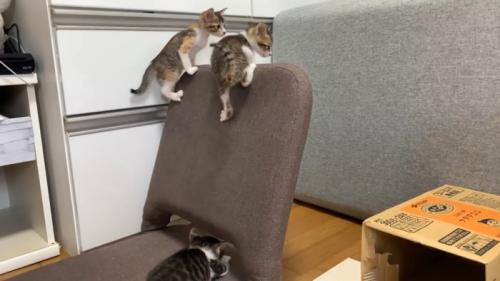 座椅子で遊ぶ子猫たち