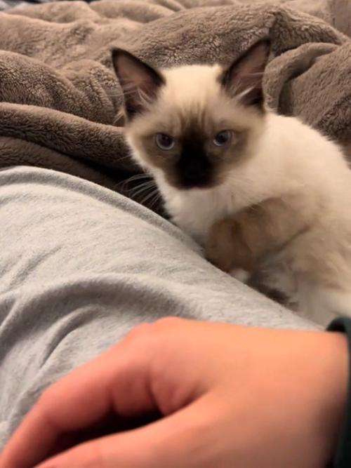 座る子猫