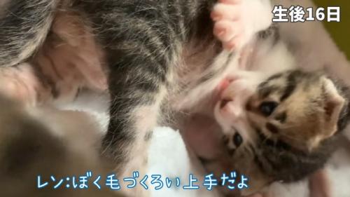 お腹をなめる子猫