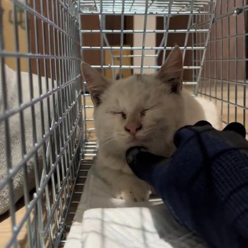なでられる猫