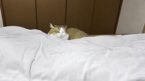 引きの秀吉くんの写真