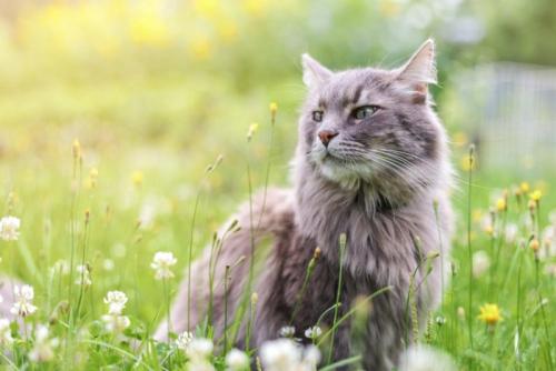 草むらにいる猫