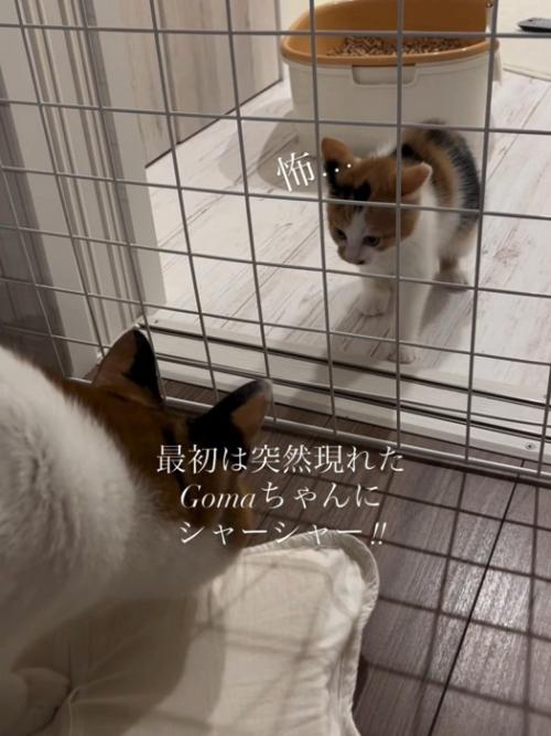 怖がる子猫
