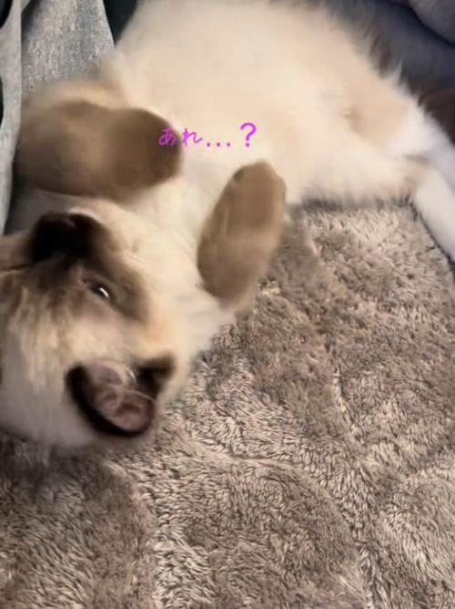 仰向けの猫