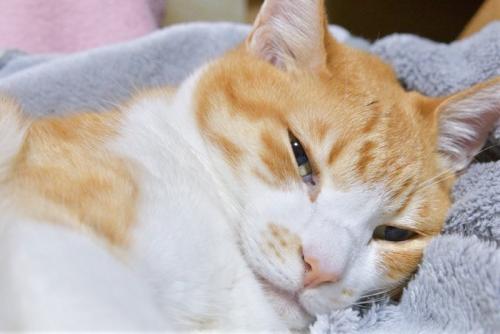 眠そうな猫
