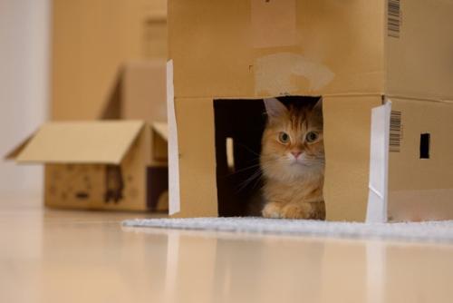 ダンボールに入る猫