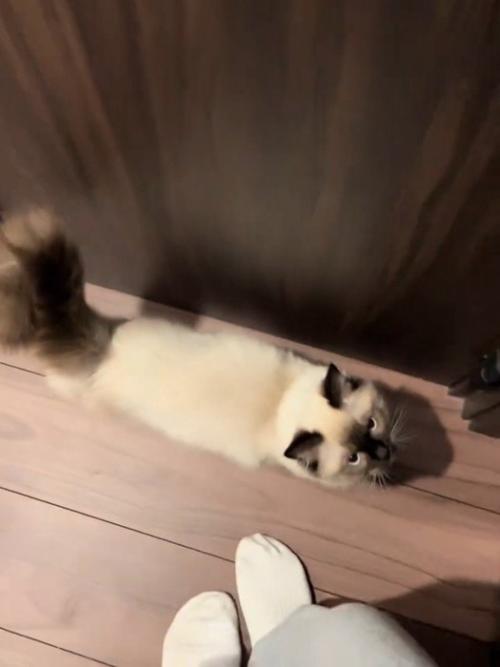 見上げる猫