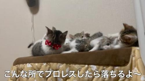 こんな所で(4匹)