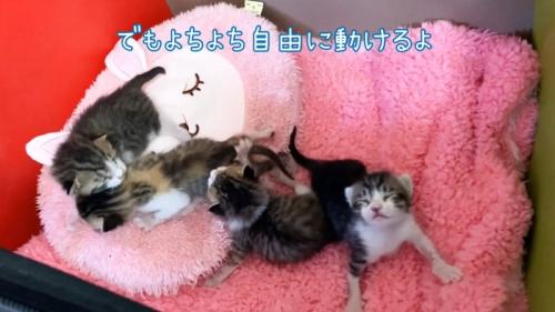 毛布の上に乗る子猫たち
