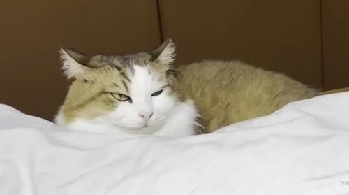 アップの秀吉くん