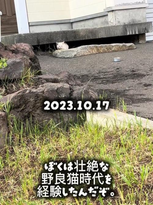 外にいる子猫