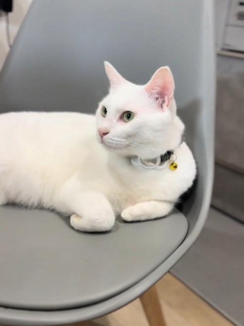 椅子に乗る猫