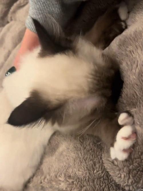 毛布に顔をつける子猫