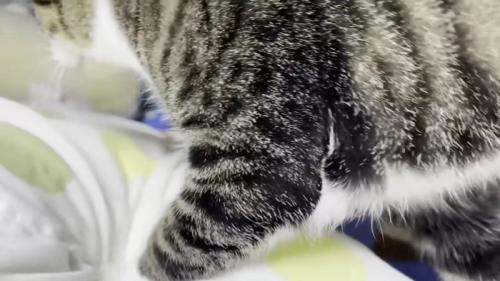 枕へ移動するおでこちゃん