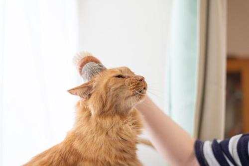 気持ちよさそうにブラッシングされる猫