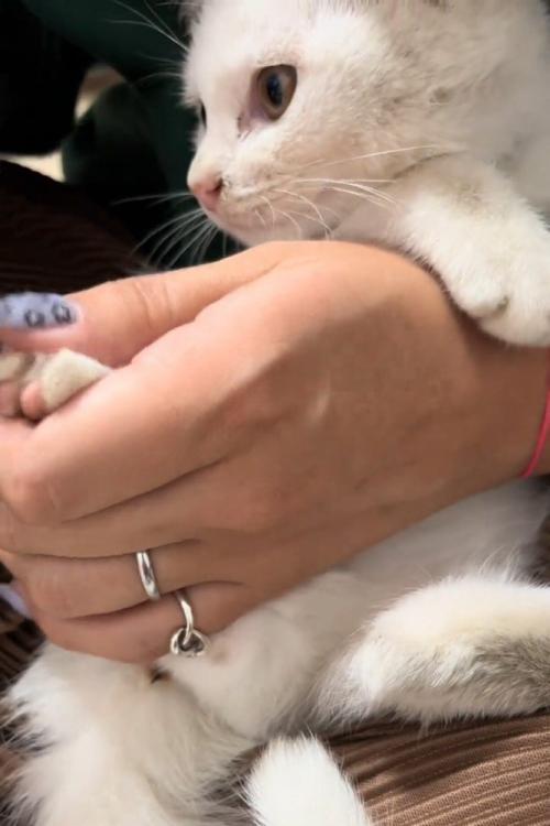 爪切り中の子猫
