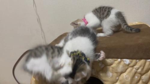 レッドちゃん落下