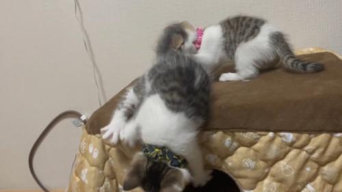 ネイビーちゃん落下