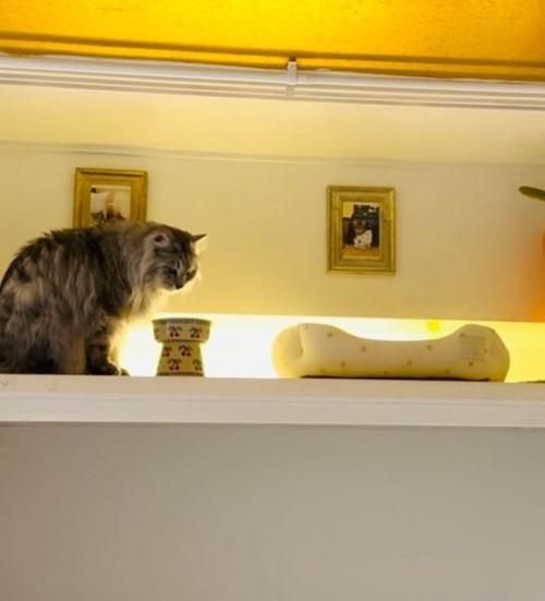 猫部屋にいる猫