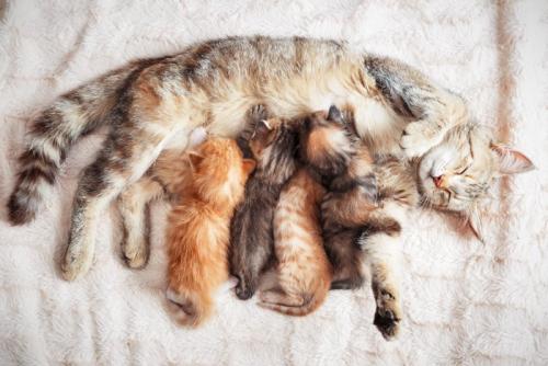 授乳中の子猫たち