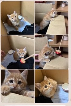 子猫の写真