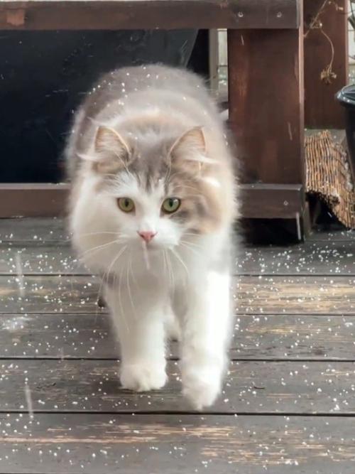 雪を乗せて歩く猫