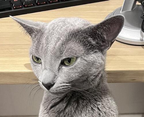 飼い主の膝の上に座って遠くを見つめる猫