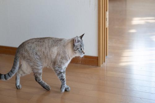 猫犯人