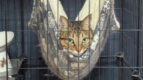 室内にいる猫