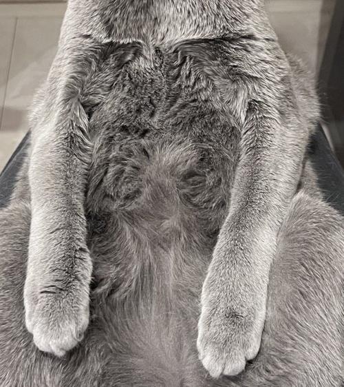 猫の腹のつむじ