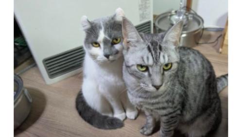 ヒーターの前にいる猫