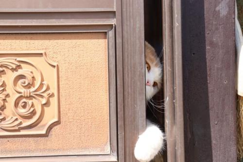 脱走を試みる猫