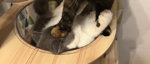 キャットタワーにいる2匹の猫正面やや引き(猫だけをアップに切り取り)