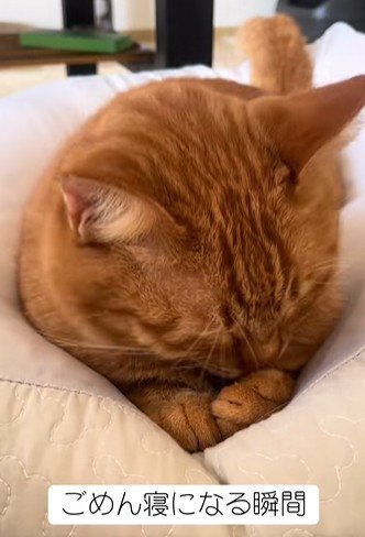 顔を伏せる猫
