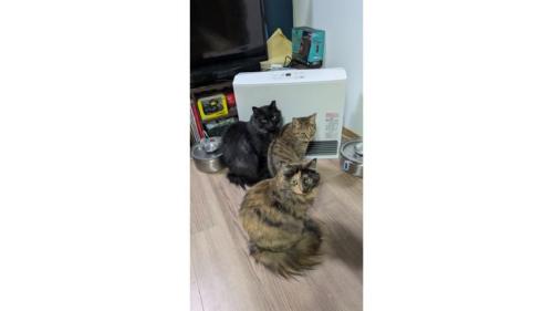 ヒーターの前にいる猫