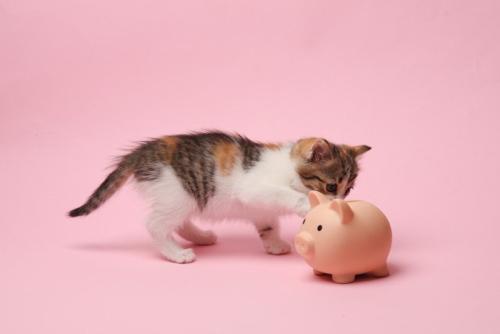 猫とぶたの貯金箱