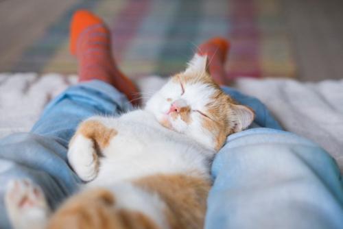 幸せそうに眠る猫