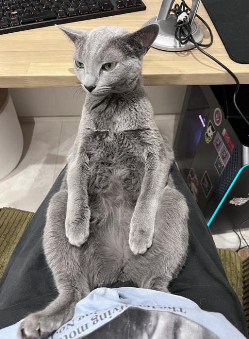飼い主の膝の上で足を開いて座る猫