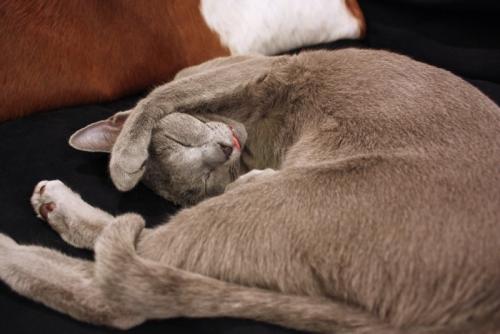 丸まって眠る猫