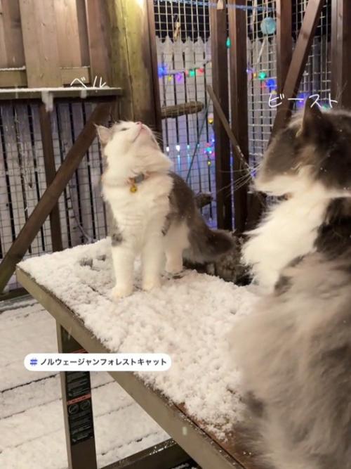 見上げる2匹のねこ