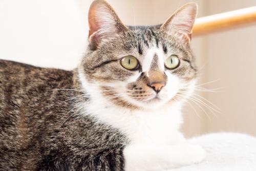 ソファに座った猫